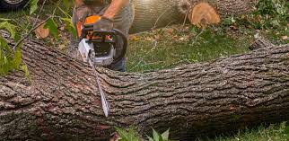 Wheeler, TX Tree Care Company