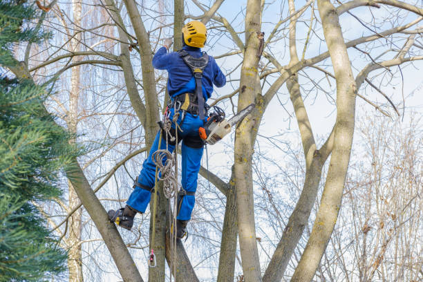 How Our Tree Care Process Works  in  Wheeler, TX