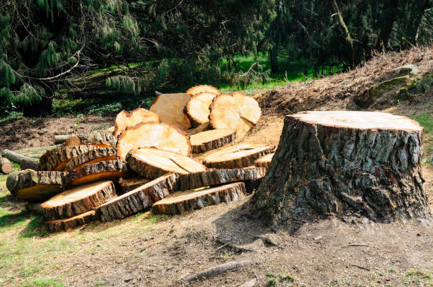 Best Arborist Consultation Services  in Wheeler, TX